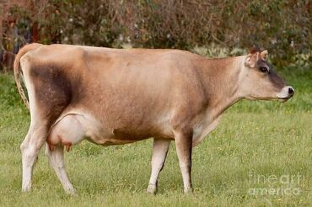 Искусственное осеменение коров гольштино-фризская швицская симментал Бишкек - изображение 5