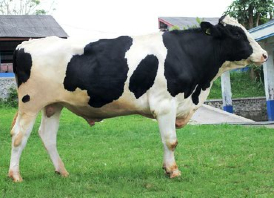 Искусственное осеменение коров гольштино-фризская швицская симментал Бишкек - изображение 2