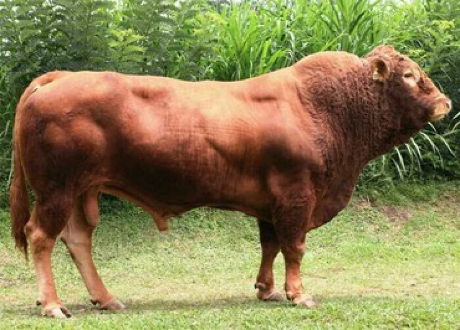 Искусственное осеменение коров гольштино-фризская швицская симментал Бишкек - изображение 4