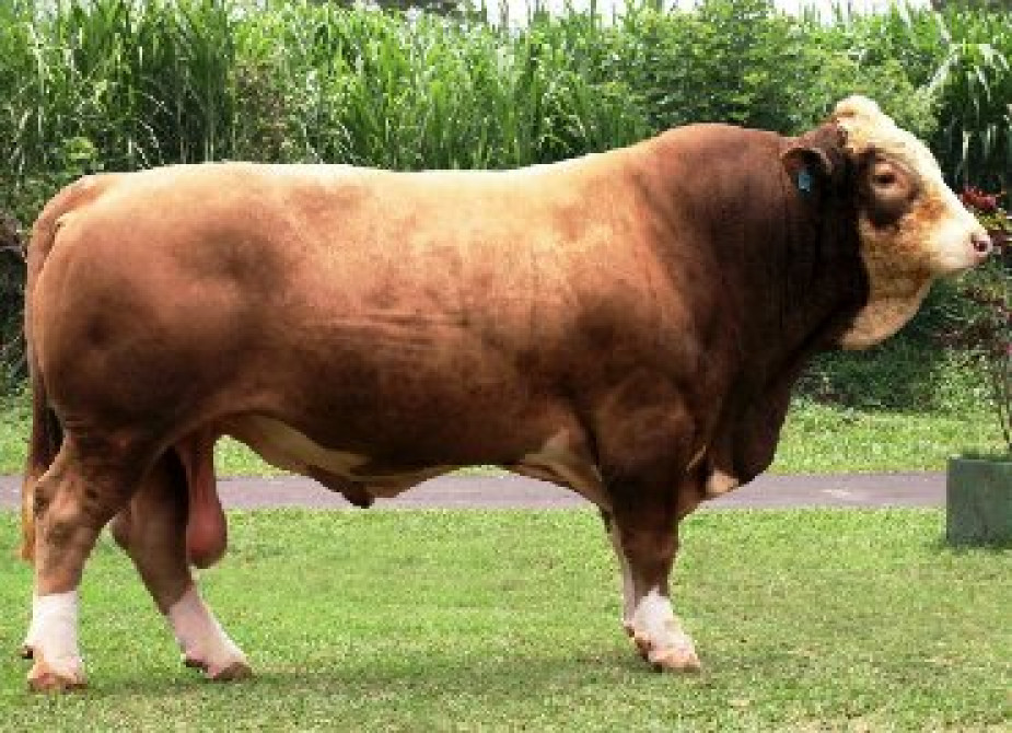 Искусственное осеменение коров гольштино-фризская швицская симментал Бишкек - изображение 1