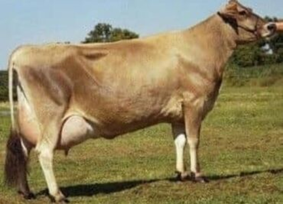 Искусственное осеменение коров гольштино-фризская швицская симментал Бишкек - изображение 3