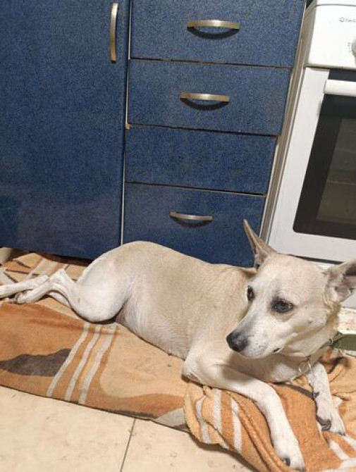 Вам нужно уехать на несколько дней или недель, но не на кого оставить Бишкек - изображение 2