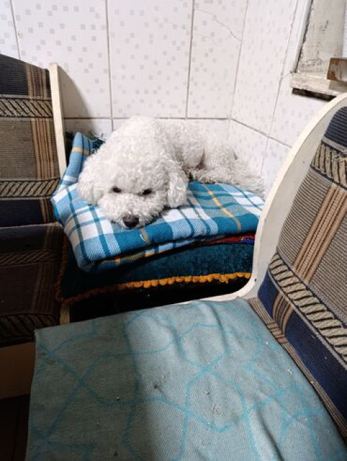 Вам нужно уехать на несколько дней или недель, но не на кого оставить Бишкек - изображение 4