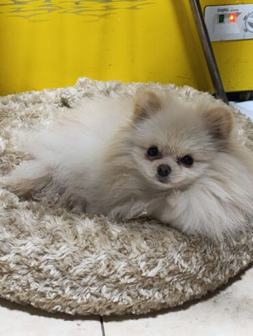 Вам нужно уехать на несколько дней или недель, но не на кого оставить Бишкек - изображение 3