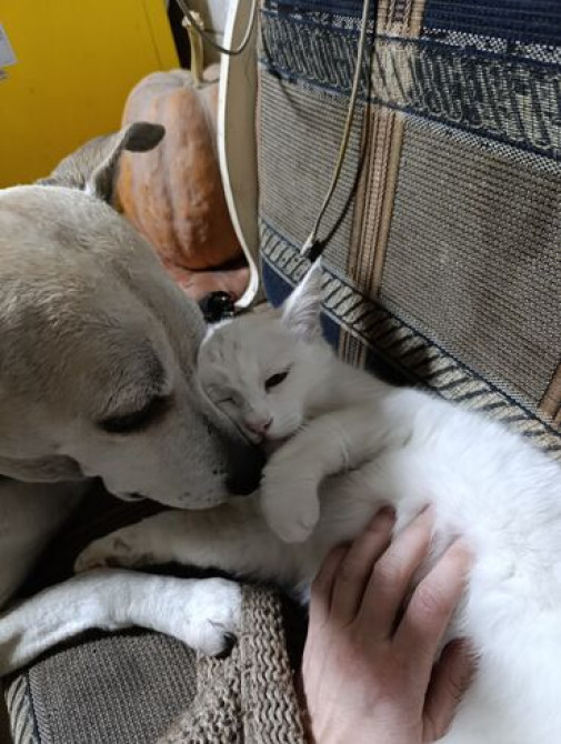 Вам нужно уехать на несколько дней или недель, но не на кого оставить Бишкек - изображение 5