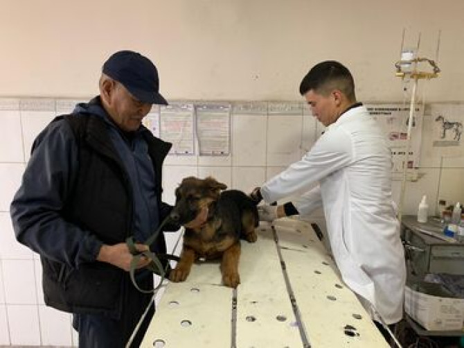 Ветеринарный врач Усыпление Кастрация Стерилизация кошек собак Бишкек - изображение 1