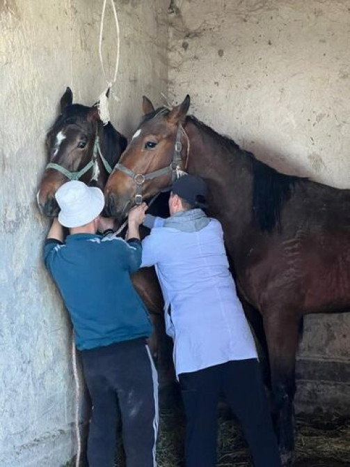 Ветеринарный врач Усыпление Кастрация Стерилизация кошек собак Бишкек - сүрөт 4