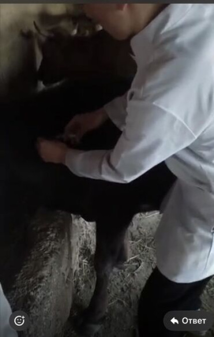 Ветеринарный врач Усыпление Кастрация Стерилизация кошек собак Бишкек - сүрөт 3