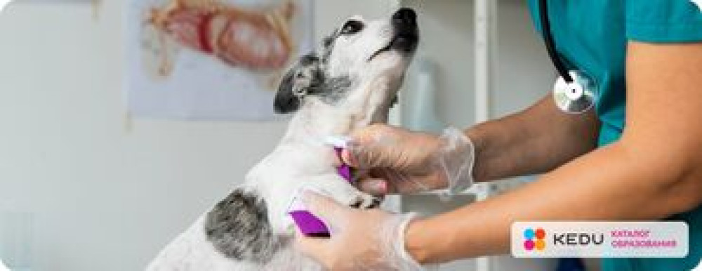 Ветеринар на выезд УЗИ КРС и Лошадей Кастрация Стерилизация Бишкек - изображение 6