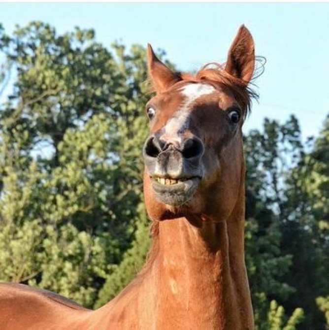 Ветеринар на выезд УЗИ КРС и Лошадей Кастрация Стерилизация Бишкек - изображение 5