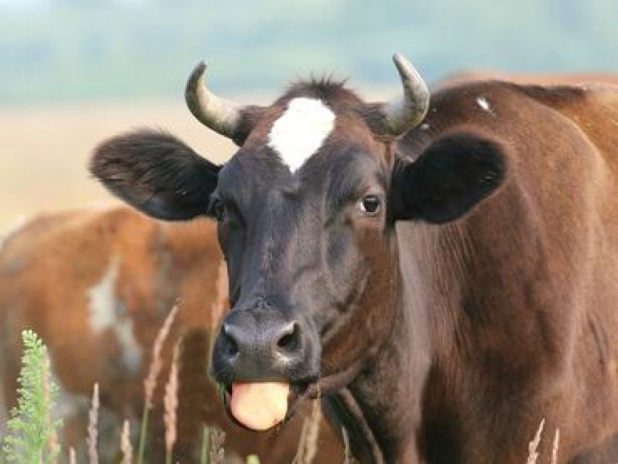 Ветеринар на выезд УЗИ КРС и Лошадей Кастрация Стерилизация Бишкек - изображение 2