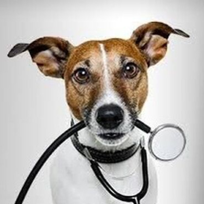 Ветеринар на выезд 24/7 Лечение Кастрация УЗИ КРС и Лошадей Бишкек - изображение 3