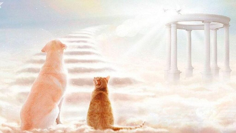 Усыпление(Эвтаназия) гуманным методом Быстро а самое главное Бишкек - сүрөт 1