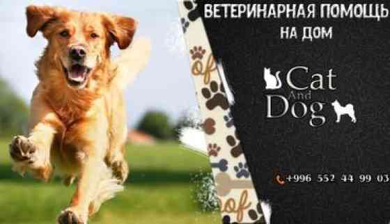????ВЕТЕРИНАРНАЯ ПОМОЩЬ НА ДОМ???? Ветеринар на дом, предоставляю следующий Бишкек