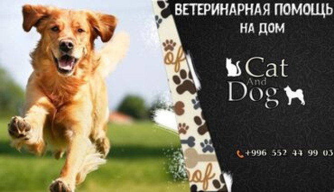 ????ВЕТЕРИНАРНАЯ ПОМОЩЬ НА ДОМ???? Ветеринар на дом, предоставляю следующий Бишкек - изображение 1
