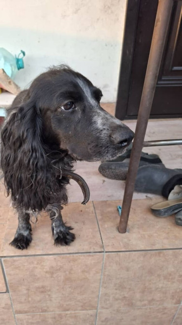 Ветеринарный врач лечение животных всех видов всех болезней Бишкек - изображение 1