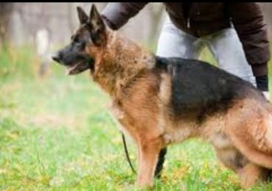 Дрессировка щенков с 3мес-9мес Сидеть,лежать,голос,нельзяи можно и Бишкек - сүрөт 3