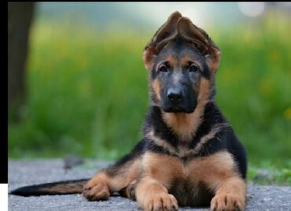 Дрессировка щенков с 3мес-9мес Сидеть,лежать,голос,нельзяи можно и Бишкек - сүрөт 2