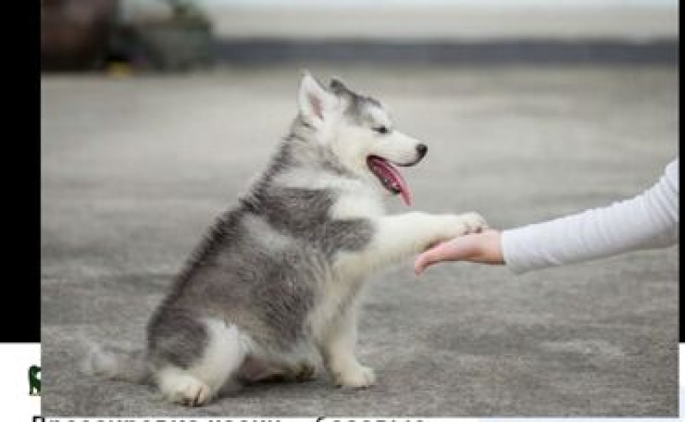Дрессировка щенков с 3мес-9мес Сидеть,лежать,голос,нельзяи можно и Бишкек - сүрөт 1