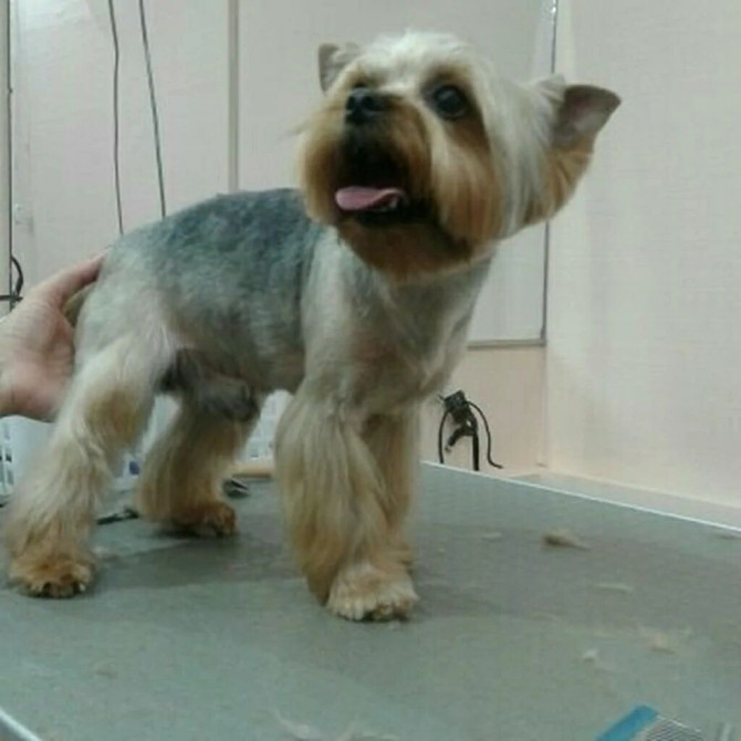 Профессиональная стрижка собак и кошек в Бишкеке. Грумминг в Бишкеке Бишкек - сүрөт 1