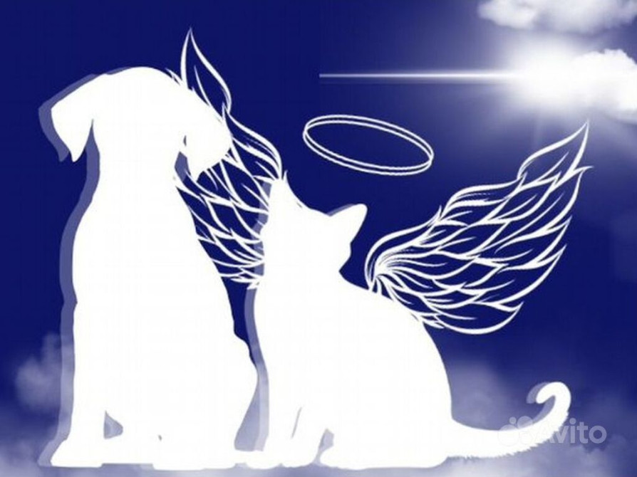 Kруглосуточная ветеринарная cлужба для животных.????????Выезд нa ДOМ Бишкек - сүрөт 1