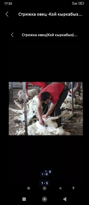 Стрижка овец_ Кой кыркабыз_с выездом_уйго барып кой кыркабыз_ по Бишкек - сүрөт 1