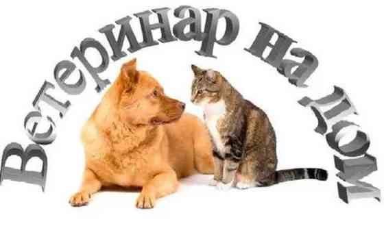 Услуги ветврача. вызов на дом. вакцинация, лечение Бишкек
