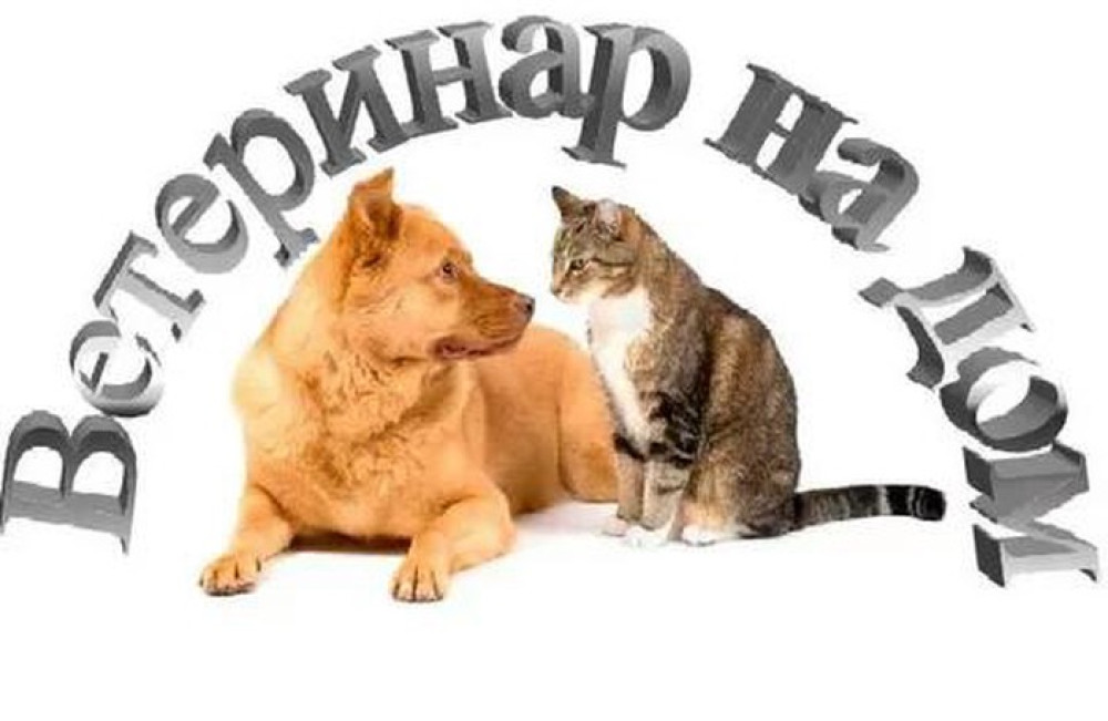 Услуги ветврача. вызов на дом. вакцинация, лечение Бишкек - сүрөт 1