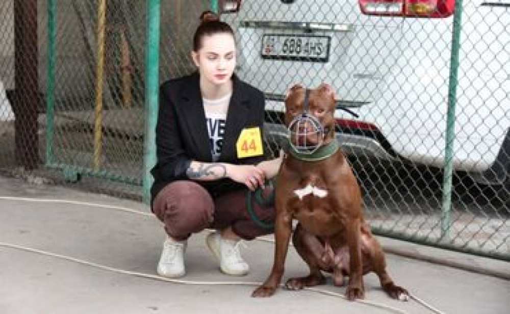 Индивидуальная дрессировка собак | Послушание | Коррекция поведения и Бишкек - изображение 2