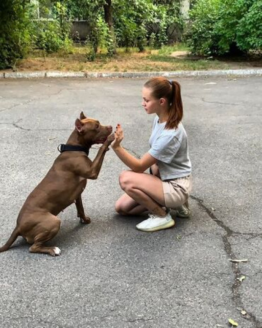Индивидуальная дрессировка собак | Послушание | Коррекция поведения и Бишкек - изображение 5