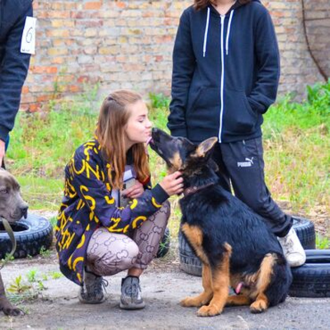 Индивидуальная дрессировка собак | Послушание | Коррекция поведения и Бишкек - изображение 3