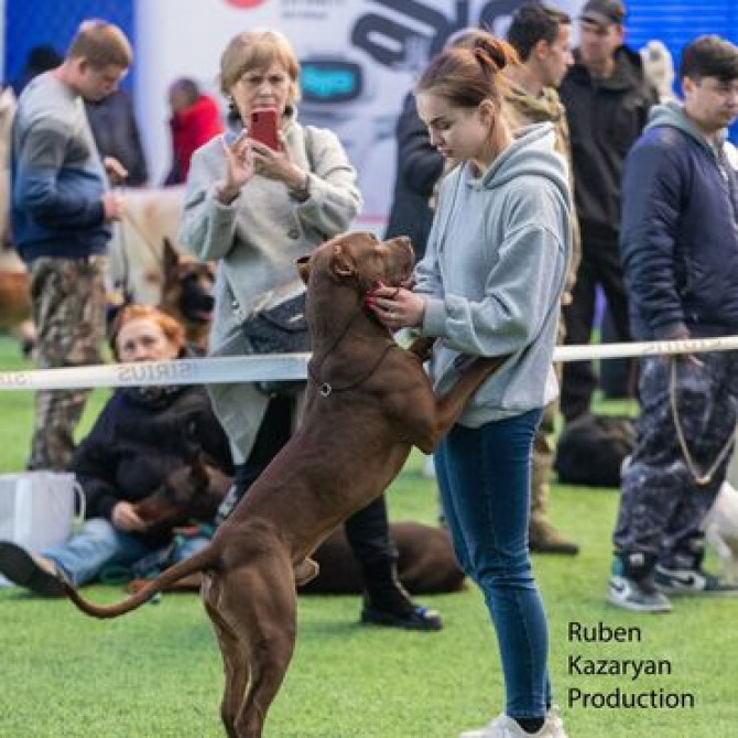Индивидуальная дрессировка собак | Послушание | Коррекция поведения и Бишкек - изображение 1