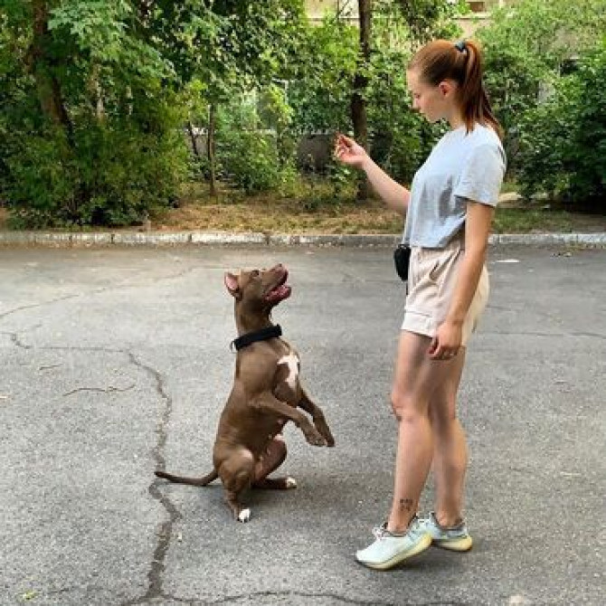 Индивидуальная дрессировка собак | Послушание | Коррекция поведения и Бишкек - изображение 4