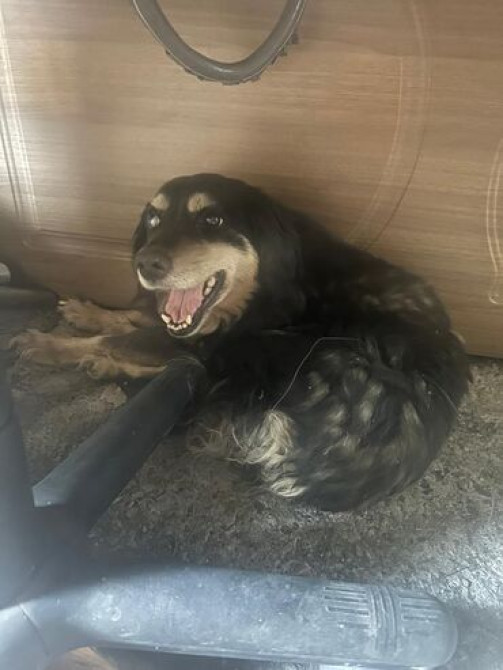 Ветврач на выезд любые виды услуг хороший специалист работаю Бишкек - изображение 2