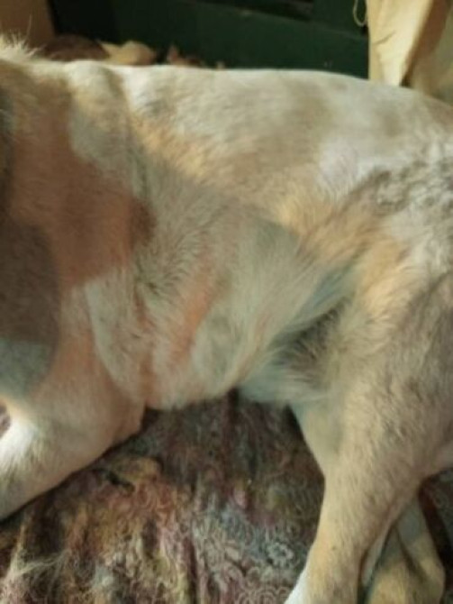 Ветврач на выезд любые виды услуг хороший специалист работаю Бишкек - изображение 1