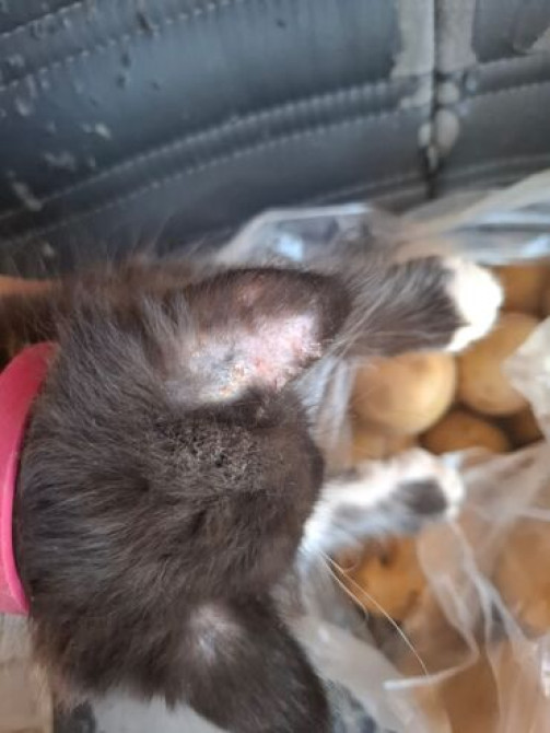 Услуги ветврача выезжаю на дом работаю только с кошками и собаками Бишкек - сүрөт 1