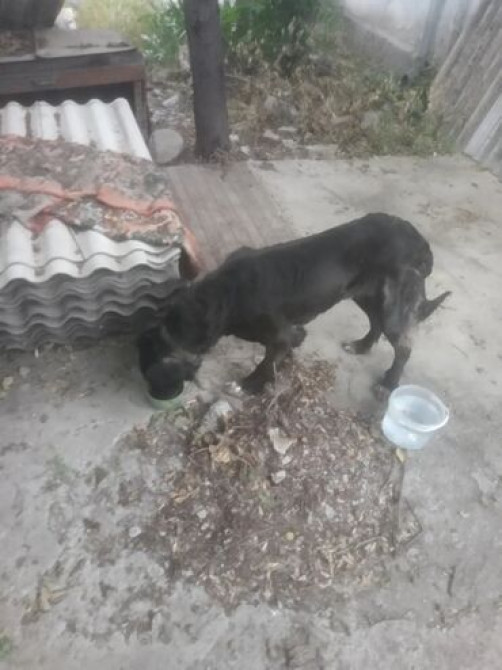 Услуги ветврача выезжаю на дом работаю только с кошками и собаками Бишкек - сүрөт 3