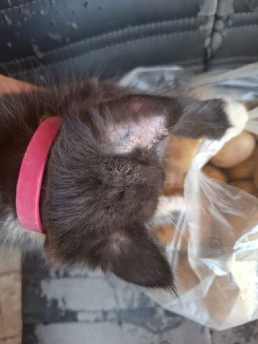 Услуги ветврача выезжаю на дом работаю только с кошками и собаками Бишкек - сүрөт 2