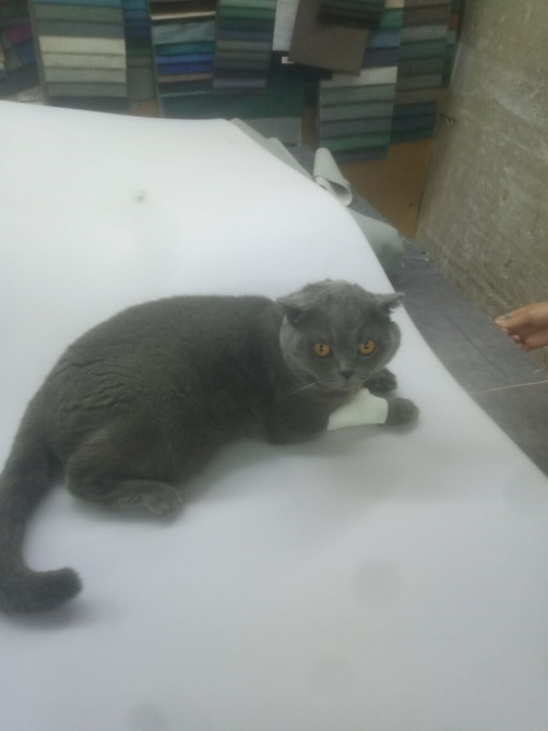 Услуги ветврача выезжаю на дом работаю только кошки и собаки любые Бишкек - изображение 1