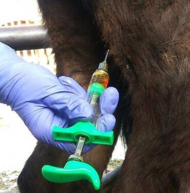 Ветеринар на выезд - оказание профессиональных и качественных Бишкек - изображение 3