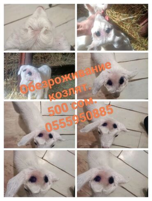 Обезроживание козлят. 
Одна голова 500 сом. 
Находимся в Новопокровке Бишкек - изображение 2