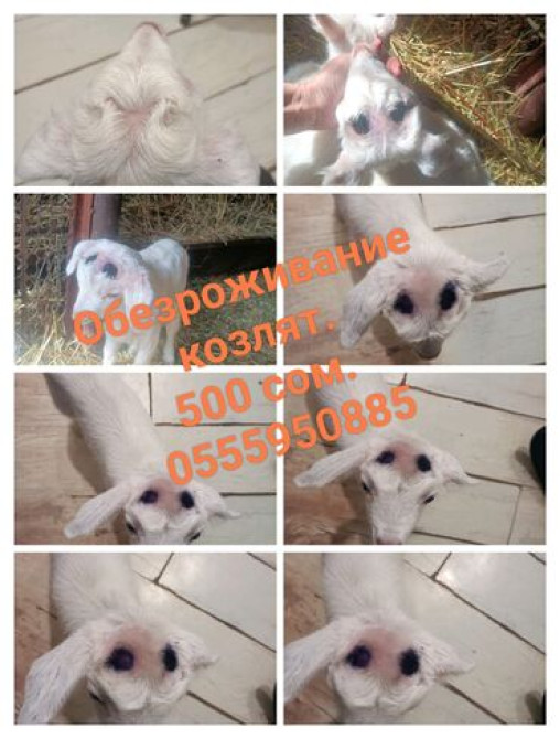 Обезроживание козлят. 
Одна голова 500 сом. 
Находимся в Новопокровке Бишкек - изображение 1