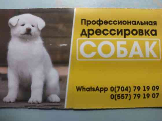 Услуги ветеринара Бишкек