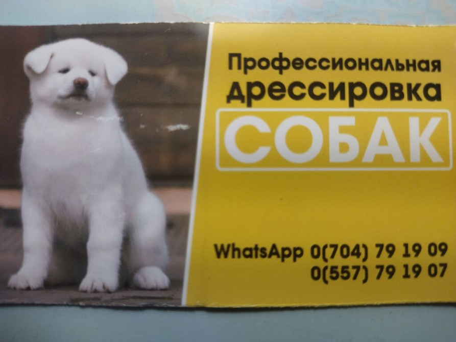 Услуги ветеринара Бишкек - сүрөт 1