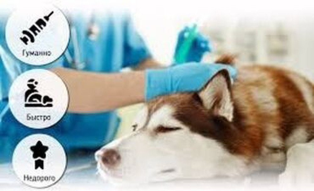 Усыпление собак кошек 
Вывоз трупов с захоронением24/7 Бишкек - сүрөт 1