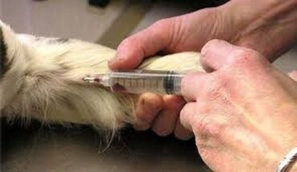 Усыпление собак кошек 
Вывоз трупов с захоронением24/7 Бишкек - сүрөт 2