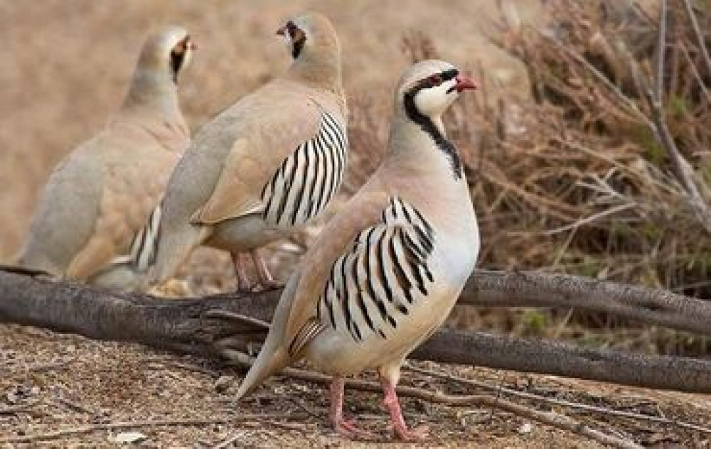 Охота.туры.+++++ охота из лука. Без приченения вреда экологии и Bishkek - photo 2