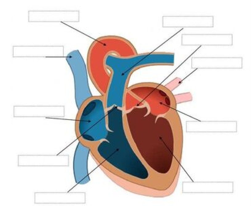 Репетитор Биология, Химия Подготовка к экзаменам, Подготовка к ОРТ (ЕГЭ), НЦТ​, Подготовка к олимпиаде Бишкек - изображение 3