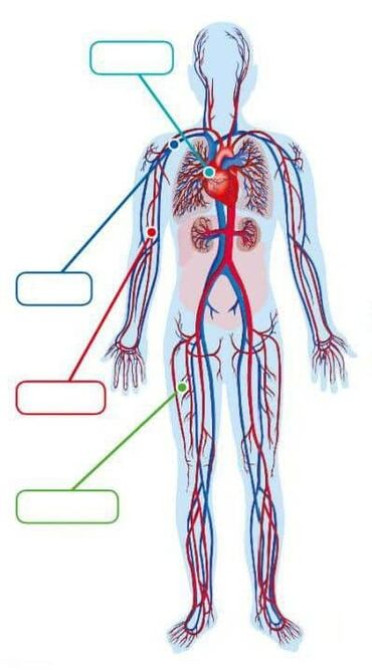 Репетитор Биология, Химия Подготовка к экзаменам, Подготовка к ОРТ (ЕГЭ), НЦТ​, Подготовка к олимпиаде Бишкек - изображение 1