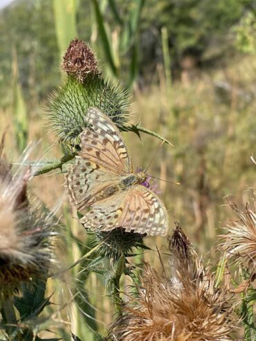 ️????️????️????️????️????️ Джип-туры по Кыргызстану! Удивительное место по красоте Бишкек - изображение 3